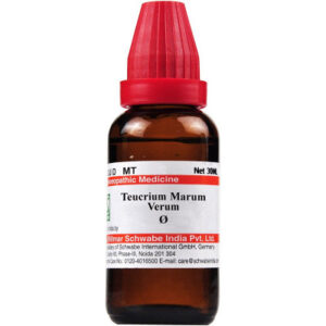 Teucrium-Marum-Verum -schwabe