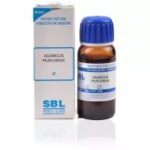 Agaricus-Muscarius-sbl